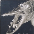 Dravci Tůní - Sláva Štochl, vydáno 1953. Autor byl známý fotograf přírody