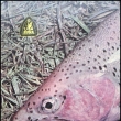 Katalog ryb��sk�ch pot�eb Ryna, 1960