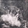 Dravci Pe�ej� - Sl�va �tochl, vyd�no 1950. Autor byl zn�m� fotograf p��rody